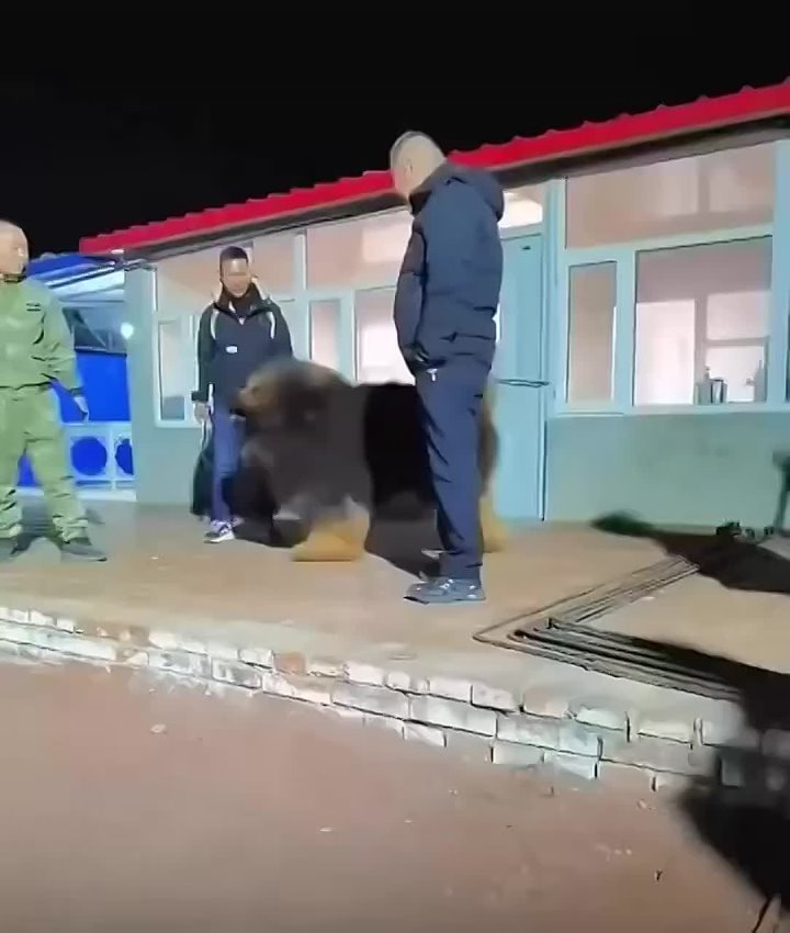 Тибетский мастиф стал самым дорогим собакеном в мире: китайский девелопер приобрёл его за более чем $1 млн после выставки Zhejiang Luxury Pet Fair