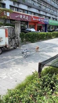 В Китае нашли собаку-робота, которая выгуливает живую собаку