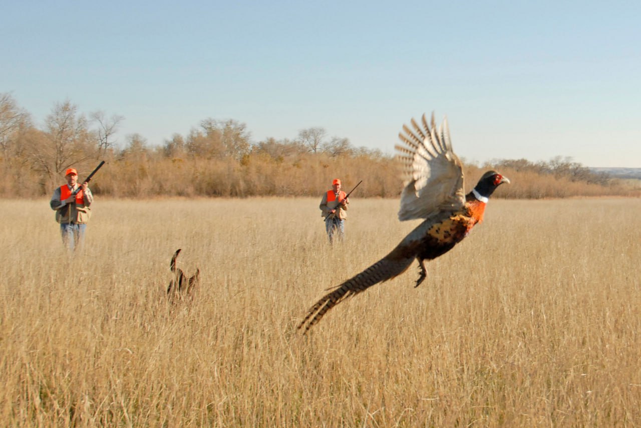 В Приднестровье завтра стартует сезон охоты на фазана
