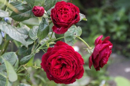 Озеленение в городах Приднестровья