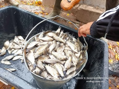 Компенсационное зарыбление водоемов республики