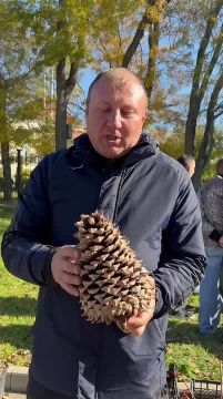 Вот такую шишку можно вырастить, если посадить у себя на участке сосну Культера