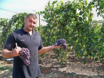 Для Андрея Вонжула виноград - не просто растение, а живое чудо, в котором соединились земля, солнце и человеческий труд