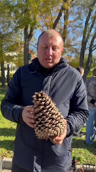 Вот такую шишку можно вырастить, если посадить у себя на участке сосну Культера