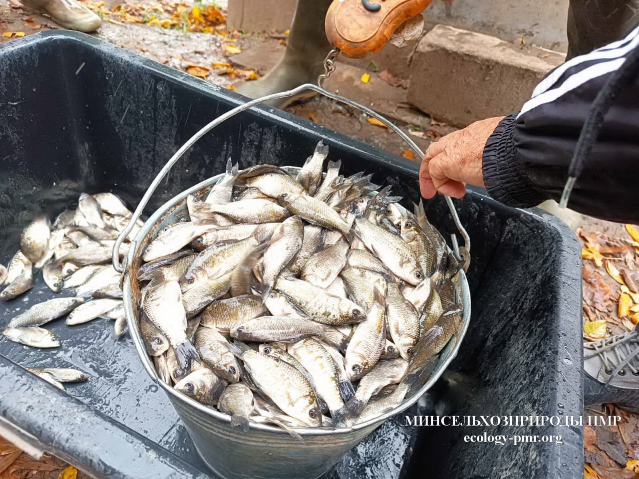 В Приднестровье продолжается компенсационное зарыбление водоемов