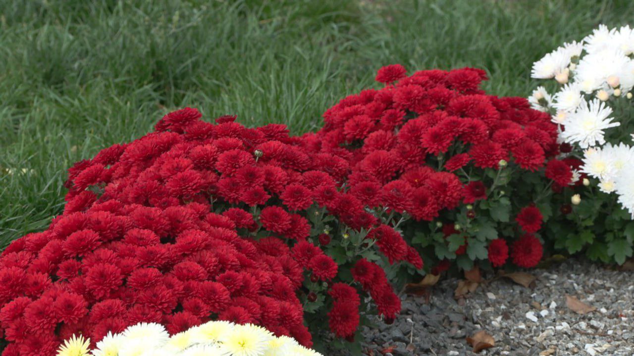 В Бендерах продолжают осеннее озеленение