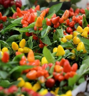 Миниатюрный жёлтый и оранжевый перец «Капсикум» в гипермаркете покупают те, кто хочет сделать свой сад ярче, чем у соседей