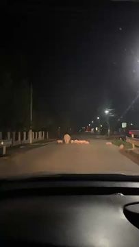 2 миллиона просмотра за 2 дня набрало видео в молдавском Тиктоке, на котором мама-свинка гуляет со своими поросятами