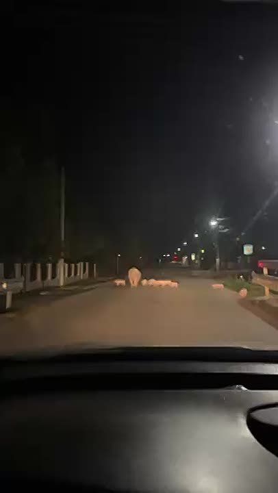 2 миллиона просмотра за 2 дня набрало видео в молдавском Тиктоке, на котором мама-свинка гуляет со своими поросятами