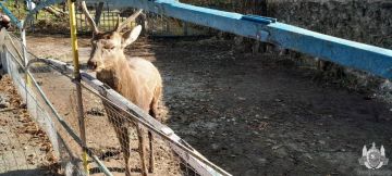 Олень из зоопарка отправил дубоссарца в больницу