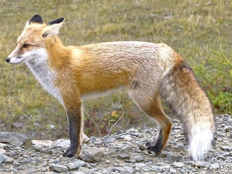 ���� ������� ��������� ����� � ������� �������� ������ � ���������� �� ������� �� ����