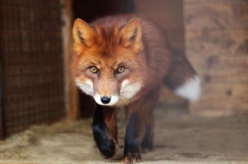 На Ближнем Хуторе поймали лису, которая проникла в дом и стащила несколько куриц