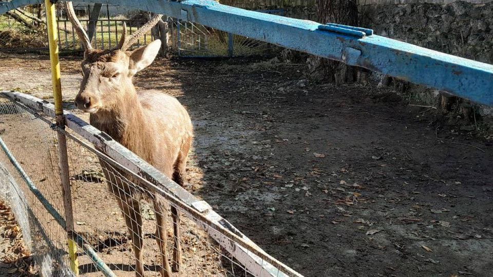 В Дубоссарах олень напал на служителя зоопарка: Пострадавшего госпитализировали с тяжелыми травмами