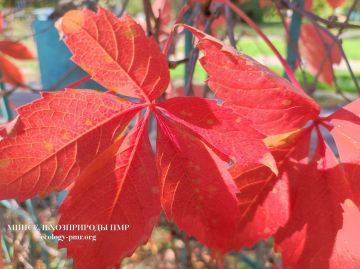 На следующей неделе (10–16 ноября) днём до +15°C, ночью сначала до +5°C, потом до +10°C