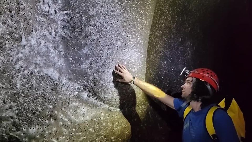 «Мечту арахнофобов» нашли на границе Греции и Албании - пещеру, где живут 111 тысяч пауков