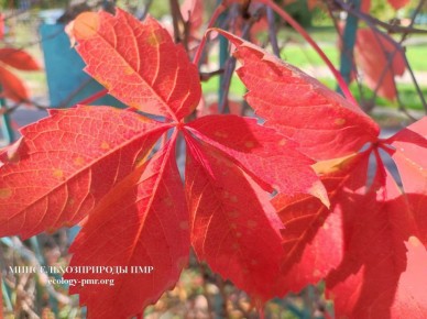    (1016 )   +15C,    +5C,   +10C