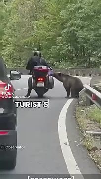 Румыния вводит штрафы за кормление медведей