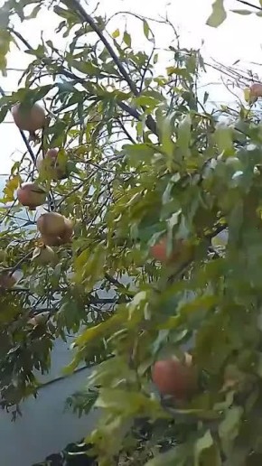 Приднестровские фермеры хвастаются урожаем граната и хурмы в Тиктоке