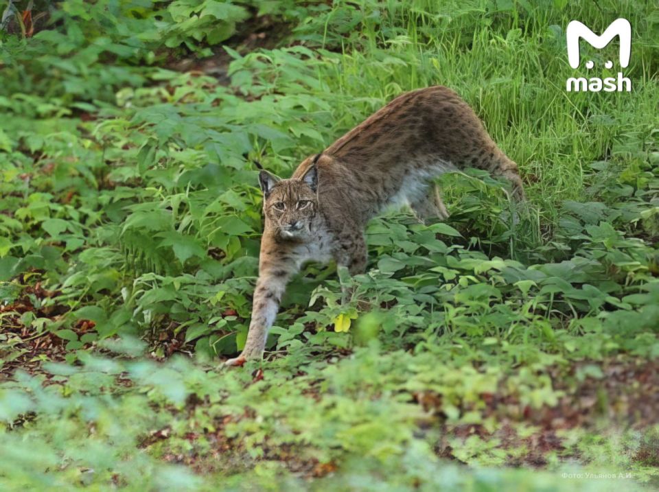 ���������� ����� � ����������� ����������� � 2,5 ���� � �� 80 ������