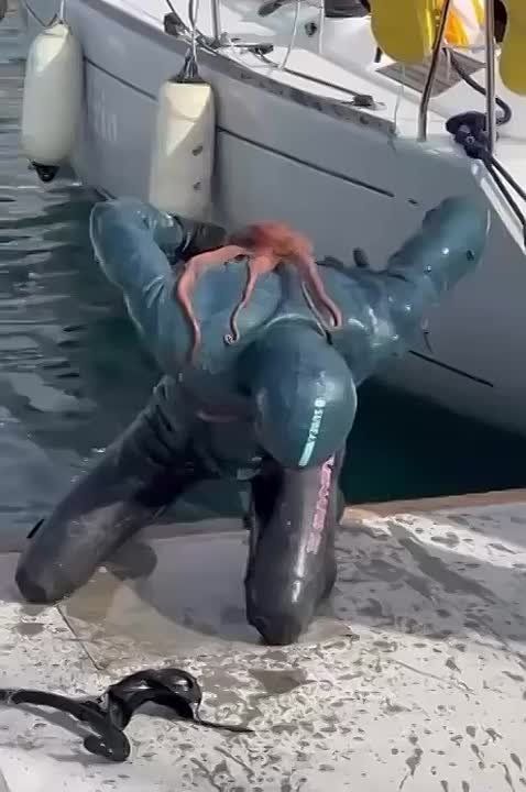 Схватку между осьминогом и дайвером заметили в Турции