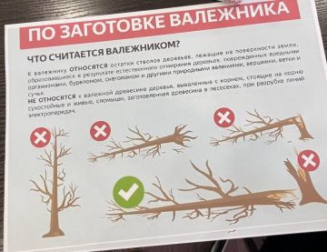 Правила сбора валежной древесины в Приднестровье