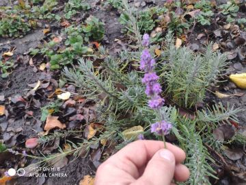 Житель Протягайловки показал лаванду на своём огороде, которая цветёт, как летом