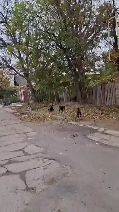 Местные жители указывают на заброшенный дом, где собак подкармливает соседка