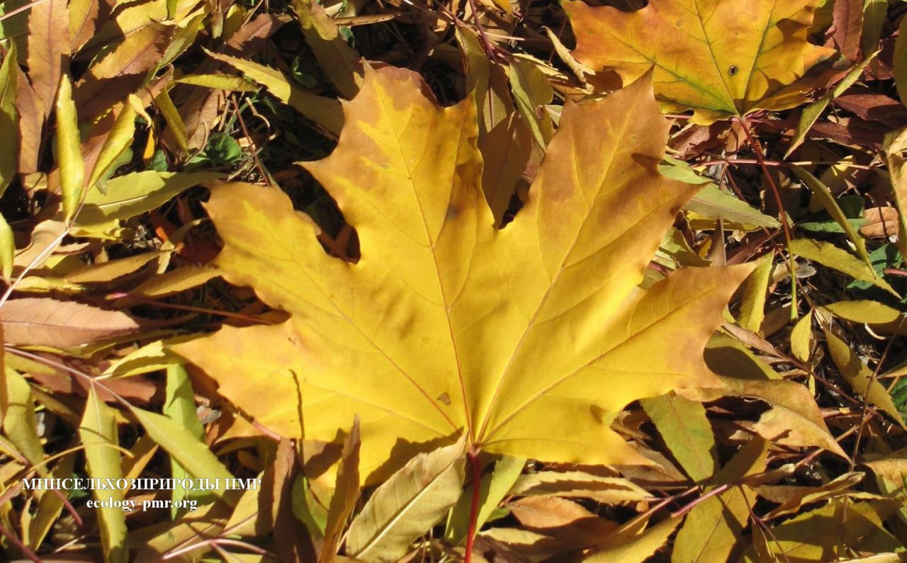 Анализ погоды от главного метеоролога Приднестровья