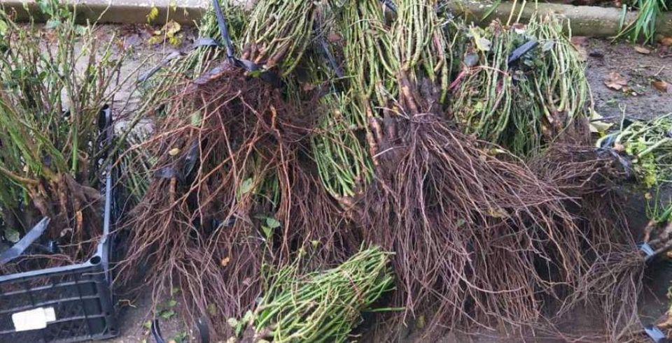 В Дубоссары сегодня доставили 1050 кустов роз