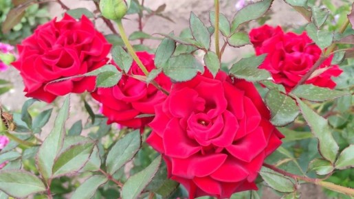 В Григориополе стартовала масштабная программа озеленения в рамках президентской инициативы по благоустройству