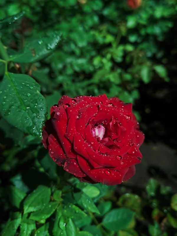 В Григориополе высадят 900 кустов роз, сообщает госадминистрация