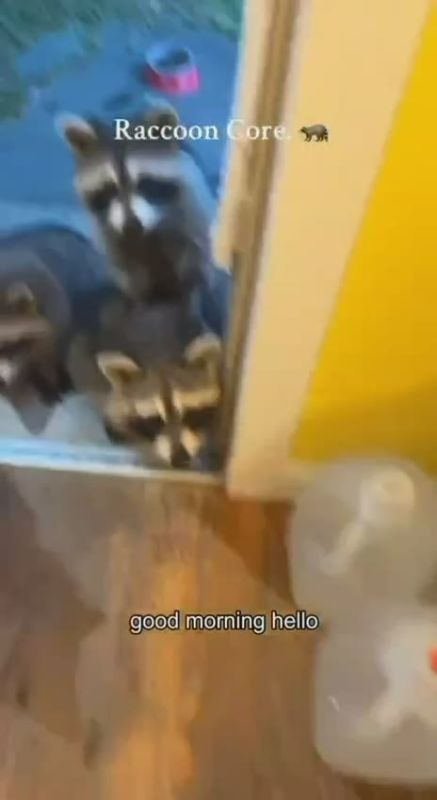 Еноты начали одомашниваться — исследование