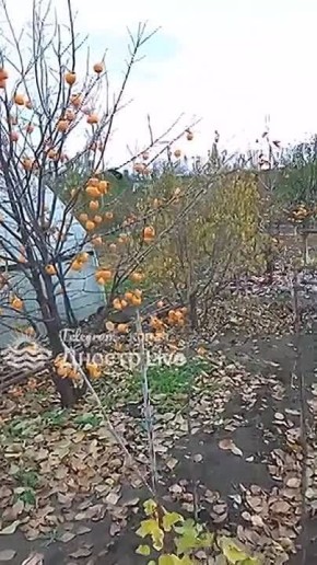 Приднестровье. Слободзейский район, с.Незавертайловка