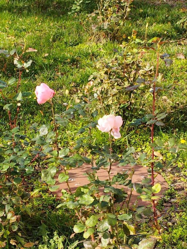 ������ ��������������� �����