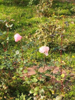 Краски приднестровской осени