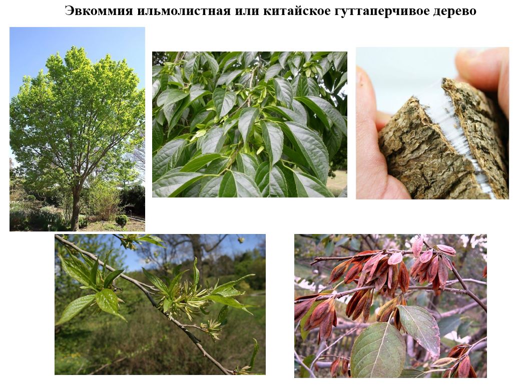 Эвкоммия ильмовидная или китайское гуттаперчевое дерево