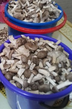 Когда лес решил, что ты заслужил премию «Лучший грибник года»