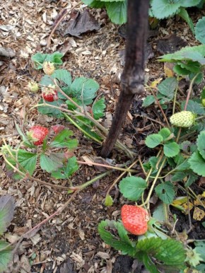 Когда ноябрь решил, что он — июнь