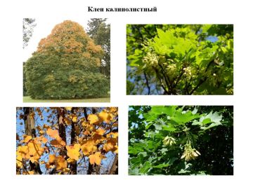 Клен четырехмерный, форма березолистная