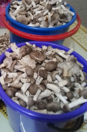 Когда лес решил, что ты заслужил премию «Лучший грибник года»