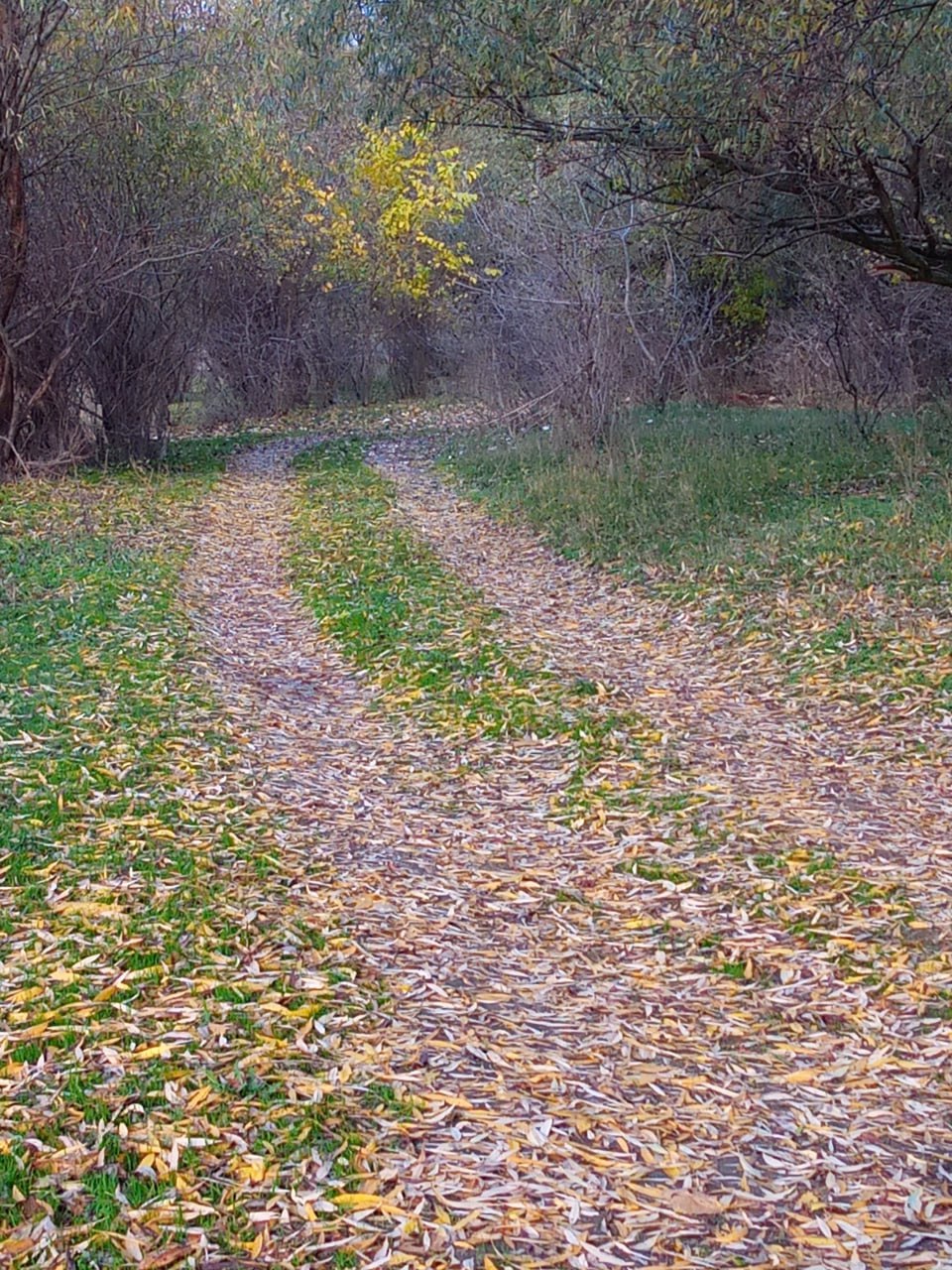 «Лес, точно терем расписной, лиловый, золотой, багряный» – подметил когда-то Иван Бунин