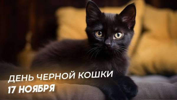 Сегодня — День защиты чёрных котов и кошек