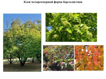 Минсельхозприроды ПМР представил новые устойчивые виды деревьев для озеленения