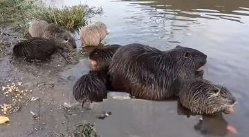 Семью нутрий засняли в селе Красненькое Рыбницкого района