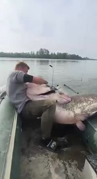 Поляки выловили из озера огромного сома