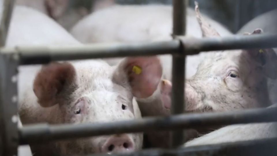 ����������� ���� ������: ����� ������ � �������� ������