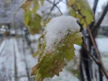Молдаване делятся в соцсетях кадрами первого снега