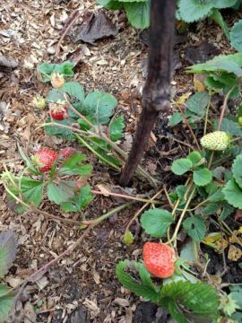 Кроме грибов, дубоссарцы собирают ремонтантную клубнику