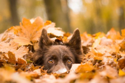 21 НОЯБРЯ. Ожидается облачная погода с прояснениями