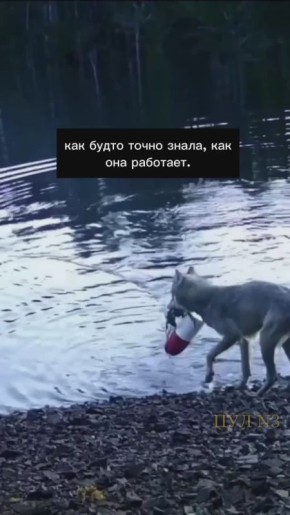  ,   ,     -     ,    ,   